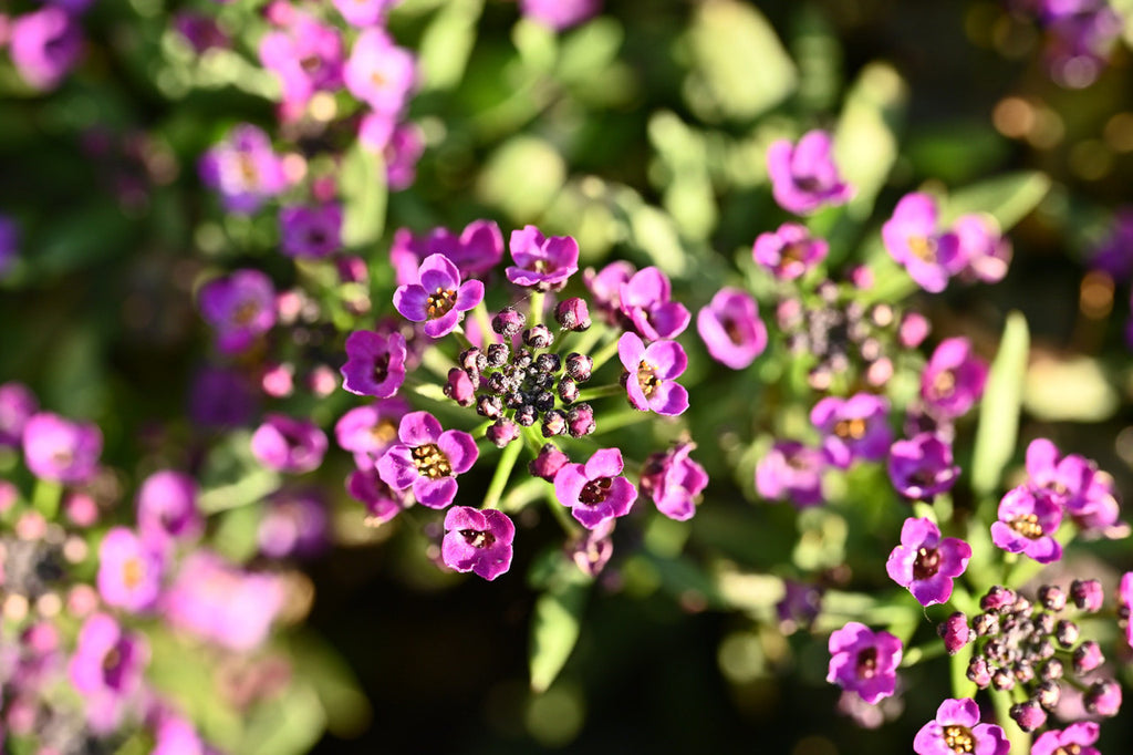 Girl, Dug, Farm, Dog, Girl & Dug, Girl n Dug, San Diego, California, Specialty, Produce, Smell, Flavor, Aroma, Eye candy, Fresh, Edible Flower, Flower, Fresh, Blossom, Petal, Honey, Peppery, Cress, Purple, Snow, Cluster, Delicate