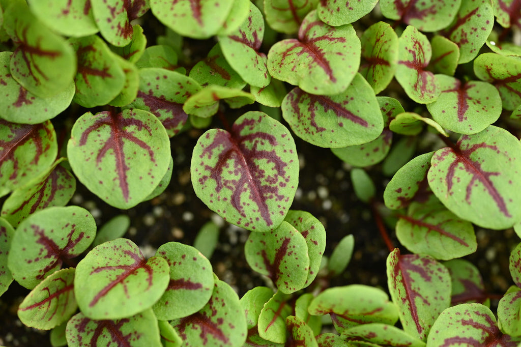 Girl, Dug, Farm, Girl & Dug, Girl n Dug, San Diego, California, Specialty, Produce, Smell, Flavor, Eye candy, Kindergreens, Greens, Leaf, Fresh, Sorrel, Oxalis, Blood Sorrel, Red Veined Sorrel, Ribbon Sorrel