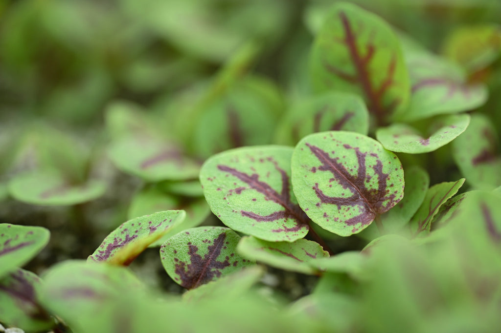 Girl, Dug, Farm, Girl & Dug, Girl n Dug, San Diego, California, Specialty, Produce, Smell, Flavor, Eye candy, Kindergreens, Greens, Leaf, Fresh, Sorrel, Oxalis, Blood Sorrel, Red Veined Sorrel, Ribbon Sorrel