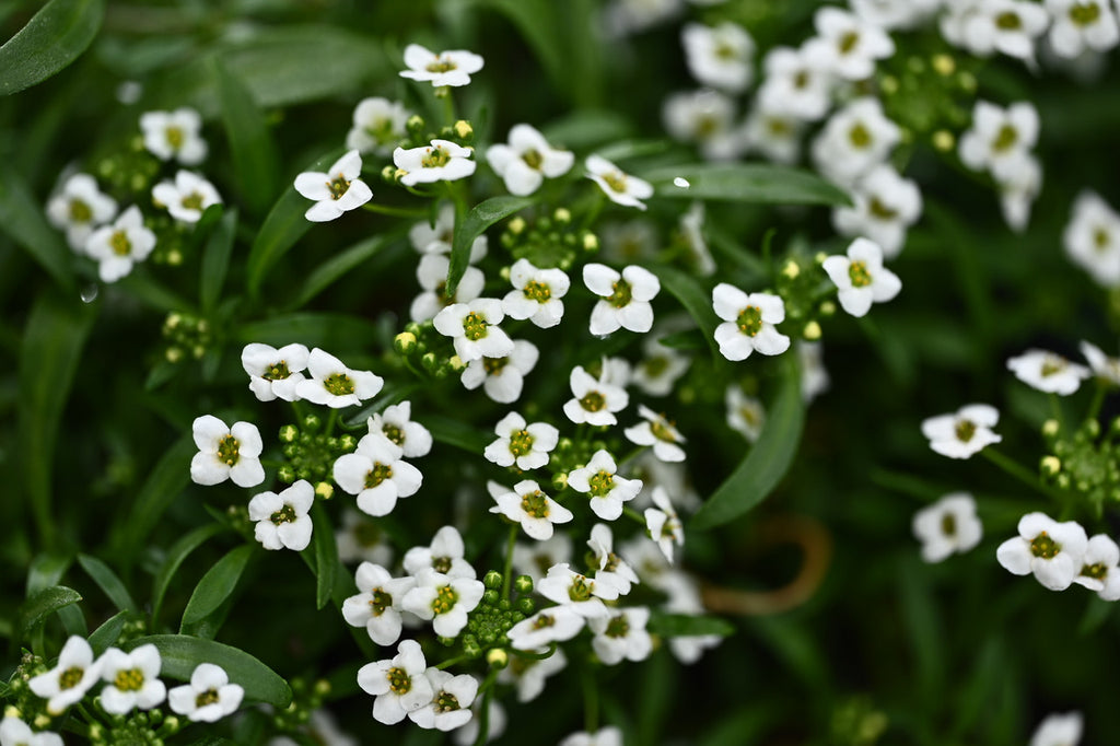 Girl, Dug, Farm, Dog, Girl & Dug, Girl n Dug, San Diego, California, Specialty, Produce, Smell, Flavor, Aroma, Eye candy, Fresh, Edible Flower, Flower, Fresh, Blossom, Petal, Honey, Peppery, Cress, White, Snow, Cluster, Delicate, Alyssum