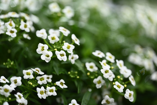 Girl, Dug, Farm, Dog, Girl & Dug, Girl n Dug, San Diego, California, Specialty, Produce, Smell, Flavor, Aroma, Eye candy, Fresh, Edible Flower, Flower, Fresh, Blossom, Petal, Honey, Peppery, Cress, White, Snow, Cluster, Delicate, Alyssum